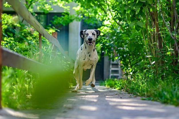 Dalmatische hond rennen