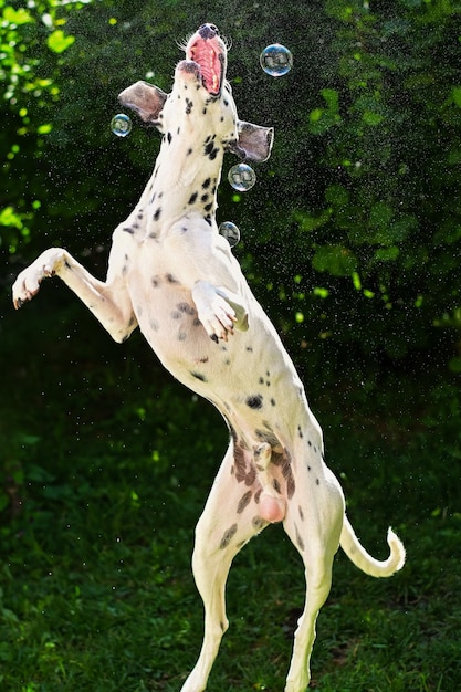 Dalmatische hond springen