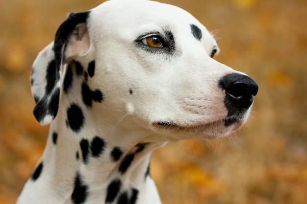 Dalmatische hond