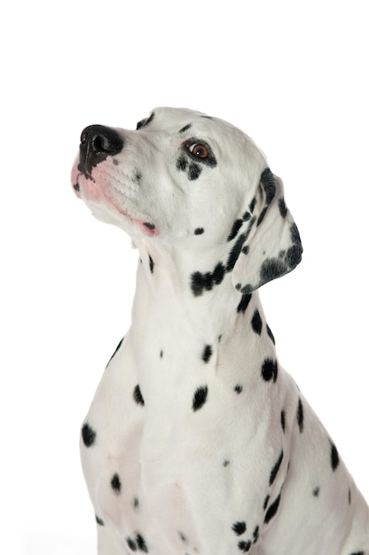 Dalmatische hond