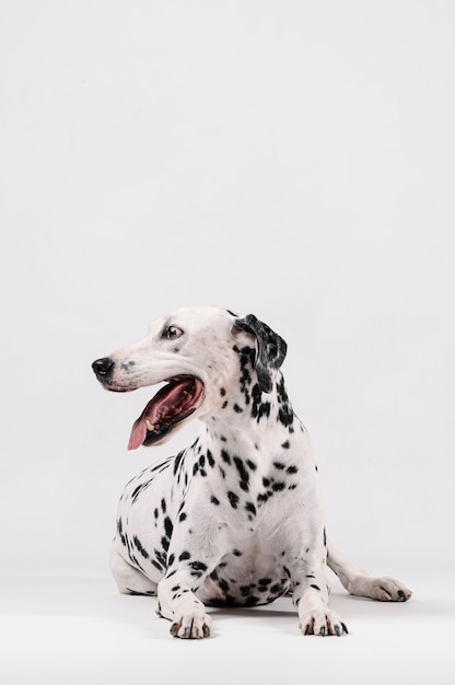 Dalmatische hondzitting en kijkend naar de geïsoleerde kant