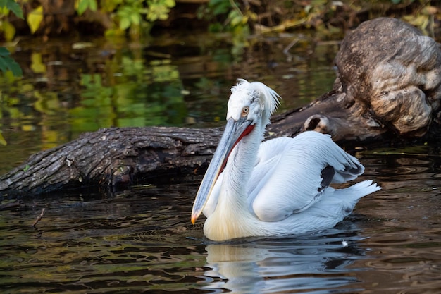 Dalmatische pelikaan drijvend op het water Pelecanus crispus