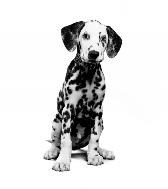 Dalmatische pup