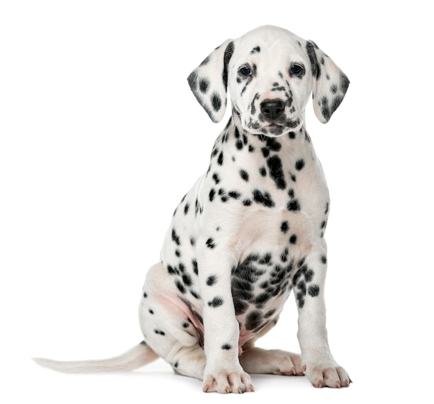 Dalmatische puppy zit een witte muur