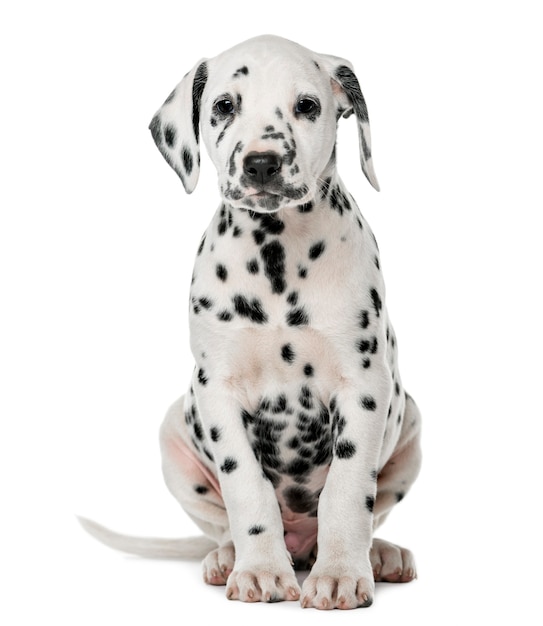 Dalmatische puppy zit een witte muur