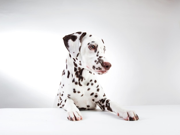 Dalmatische zitten opzij kijken geïsoleerd op white