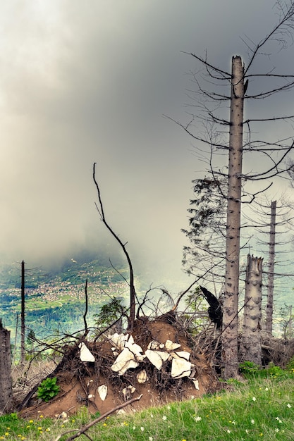 사진 vaia 폭풍으로 인한 피해 부러지고 뿌리째 뽑힌 나무 폭풍우 치는 하늘 monte avena belluno 이탈리아
