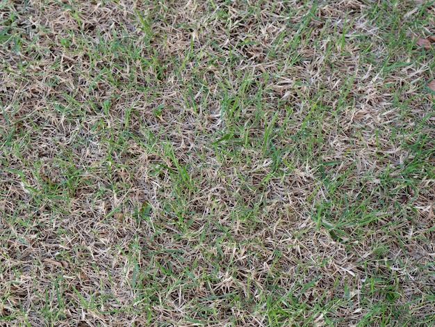 Photo damage of a green lawn