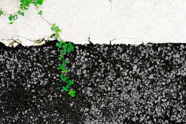 Foto strada asfaltata danneggiata e una pianta rampicante.