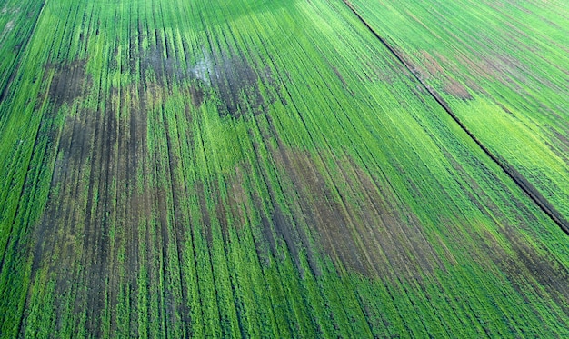 Damaged crops in the field. due to poor breed conditions, or\
poor soil or disease. sick agricultural crops.