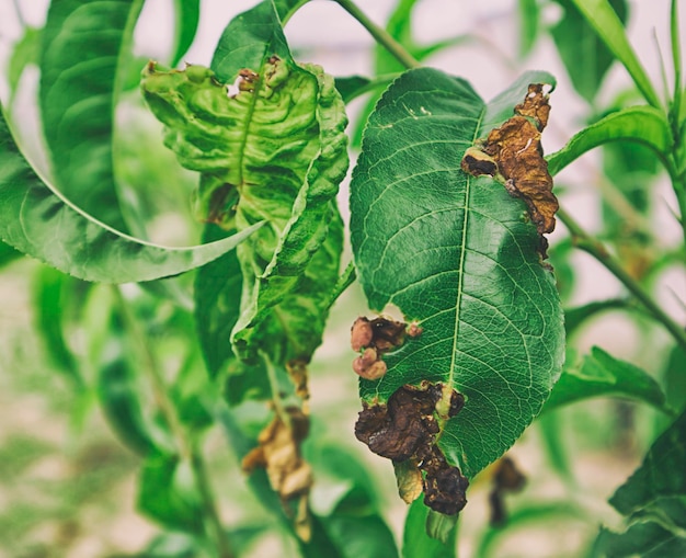 The damaged leaf on the peach tree