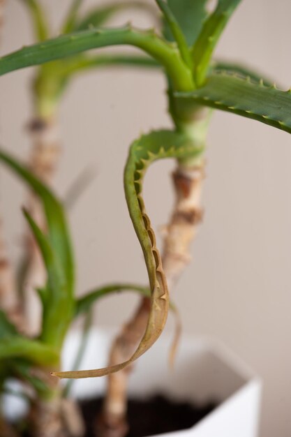 Damaged sick ale vera leaves closeup at home Dying domestic houseplant