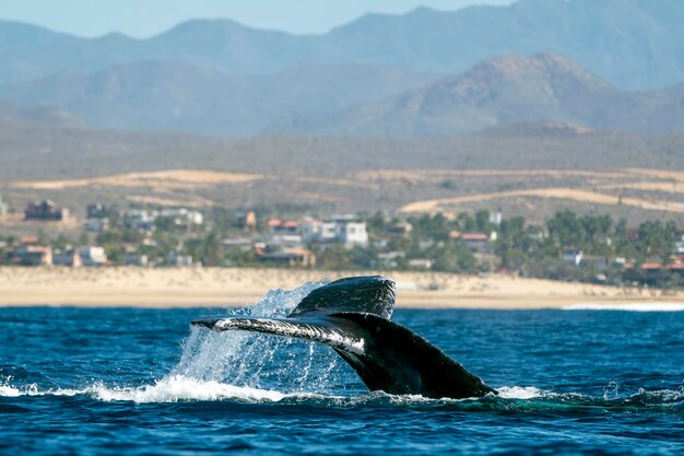 damaged tail humpback whale in pacific ocean baja california sur mexico