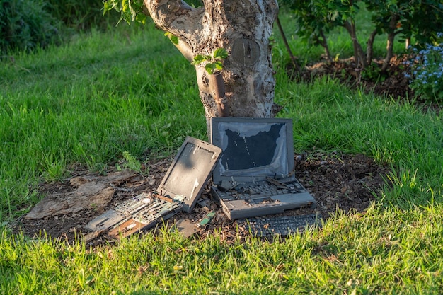 Foto albero danneggiato sul campo