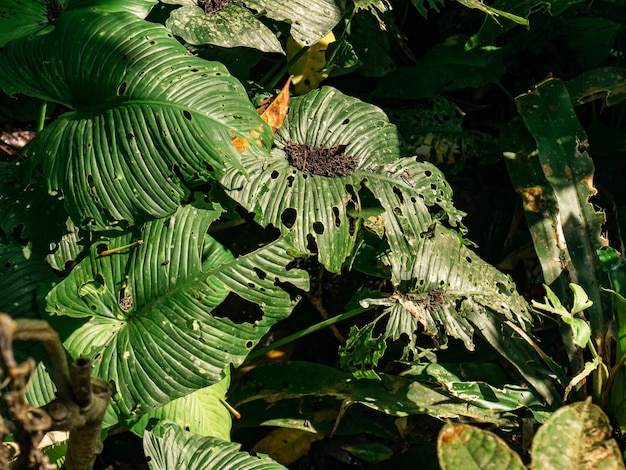 damaged wild plant leaves in the forest