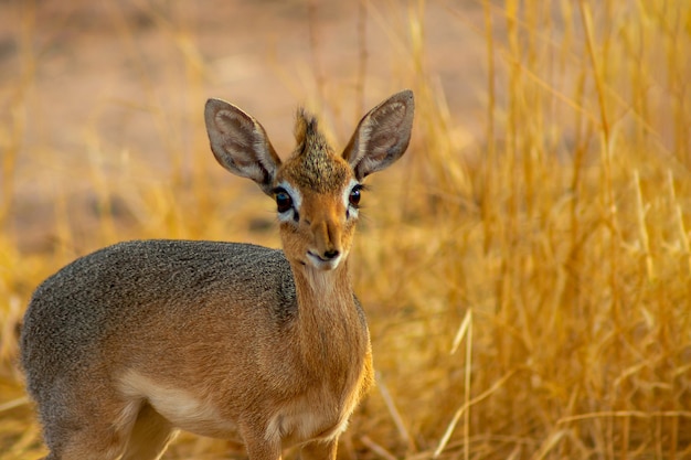 Damara dik dik (de kleinste antilope) op savanne op een zonnige dag. Namibië
