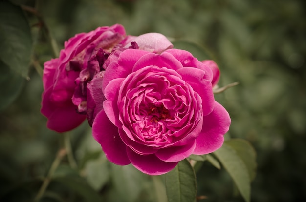 ダマスカス、ヴィンテージの花