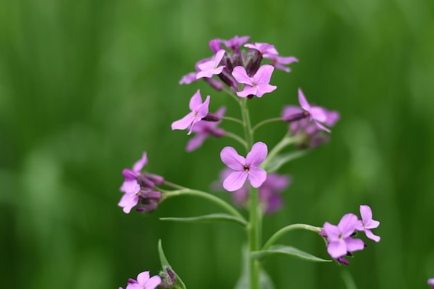 Dame39s ロケット紫の花のクローズ アップ