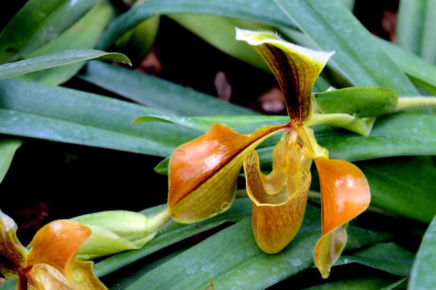 Damepantoffel Orchid Inthanon National Park Chiang Mai