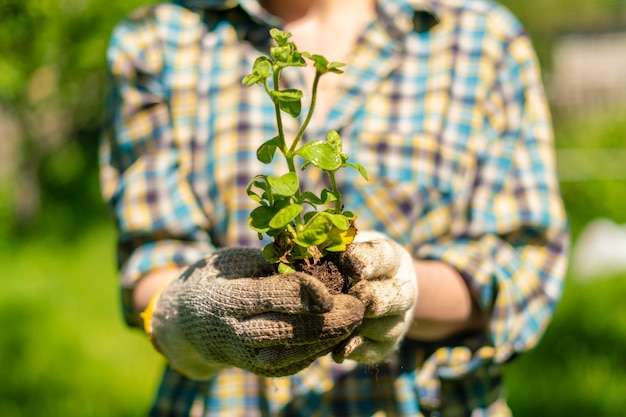 Dames handen houden jonge plantenspruiten vast in de tuin, nieuwe levensconcepten life