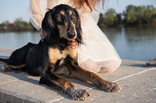 Dames handen huisdier liegen saluki hond