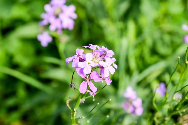 Photo dames rocket hesperis matronalis