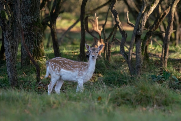 Damherten (Dama dama) in de bronsttijd in het bos