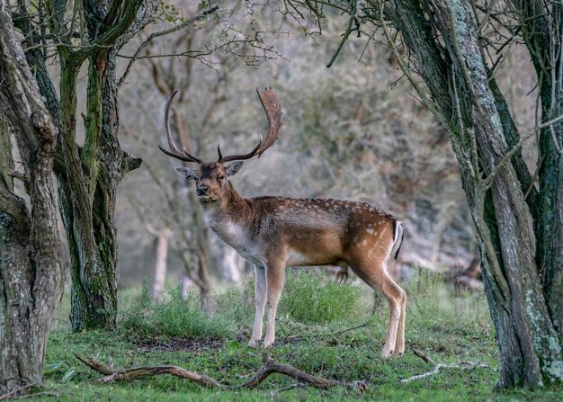 Damherten (Dama dama) in de bronsttijd