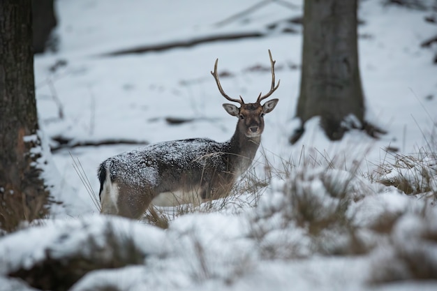 Damherten die in de winter naar de camera in het bos kijken