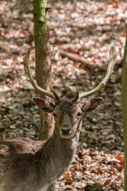 Damherten in bos