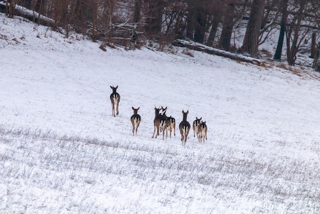 Damherten kudde sneeuw boslandschap (Dama Dama)