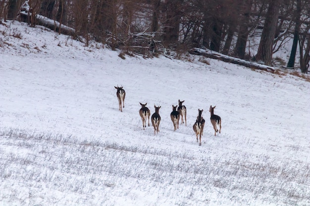 Damherten kudde sneeuw boslandschap (Dama Dama)