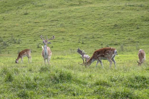 Damherten op groen gras achtergrond