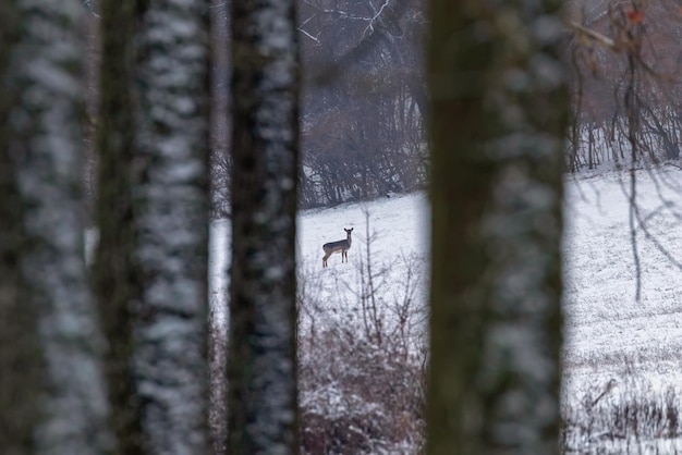 Damherten sneeuw boslandschap (Dama Dama)