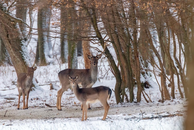 Damherten sneeuw boslandschap (dama dama)