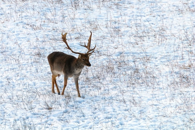 Damhertenbok sneeuw winterlandschap (Dama Dama)