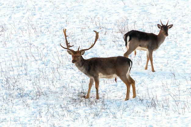 Damhertenbok sneeuw winterlandschap (Dama Dama)