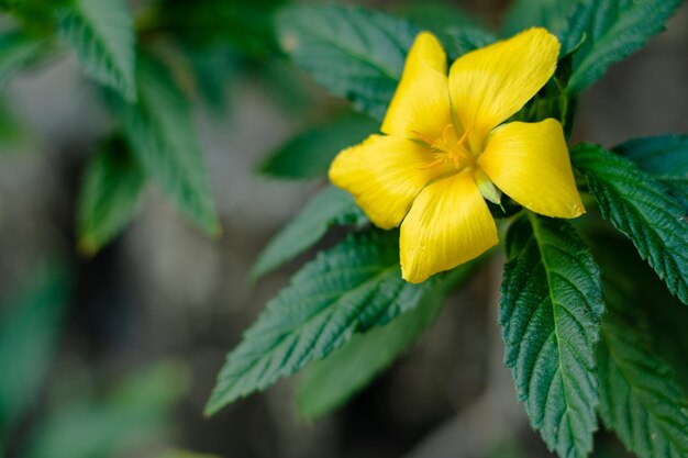 Photo damiana flowers or turnera diffusa are beautiful yellow flowering plants and are used as herbal medicine