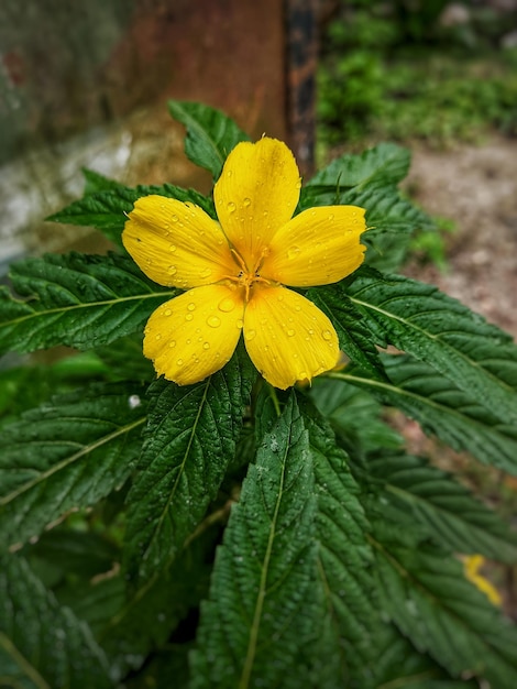 Damiana is een wilde struik die groeit in Mexico, Midden-Amerika en West-Indië