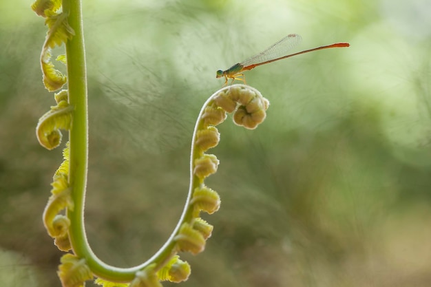 Photo damselflies on beautiful plants