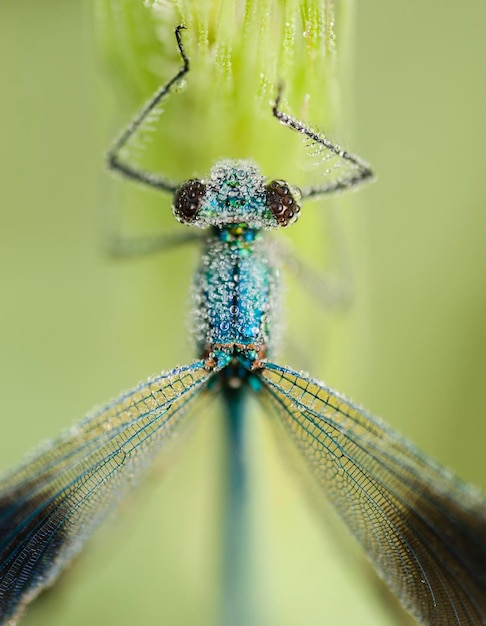 Damselfly covered with dew drops