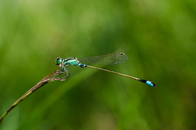 녹색 자연 배경으로 스토킹에 damselfly 잠자리