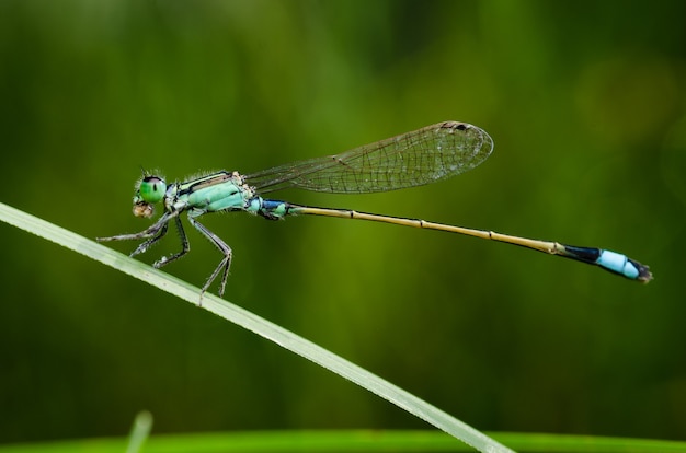 Photo damselfly dragonflies on stalk with green nature background