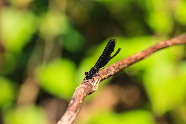 Photo damselfly in forest