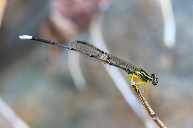 사진 숲에서 damselfly