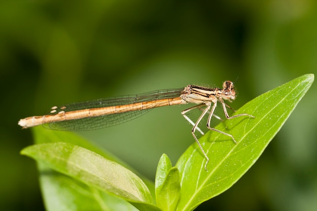 Damselfly insect