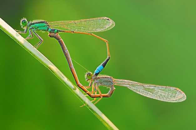 Damselfly is mating on a leaf