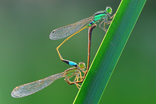 Damselfly is mating on a leaf