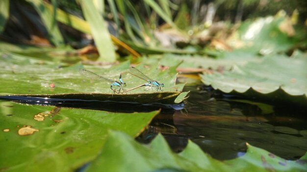 damselfly mating