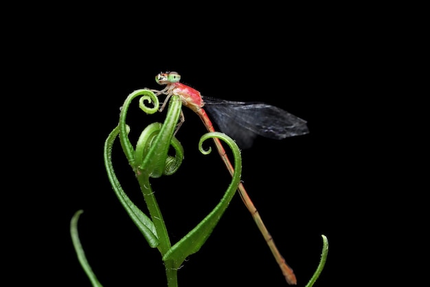 녹색 잎에 자리 잡은 Damselfly 녹색 잎에 Damselfly 근접 촬영